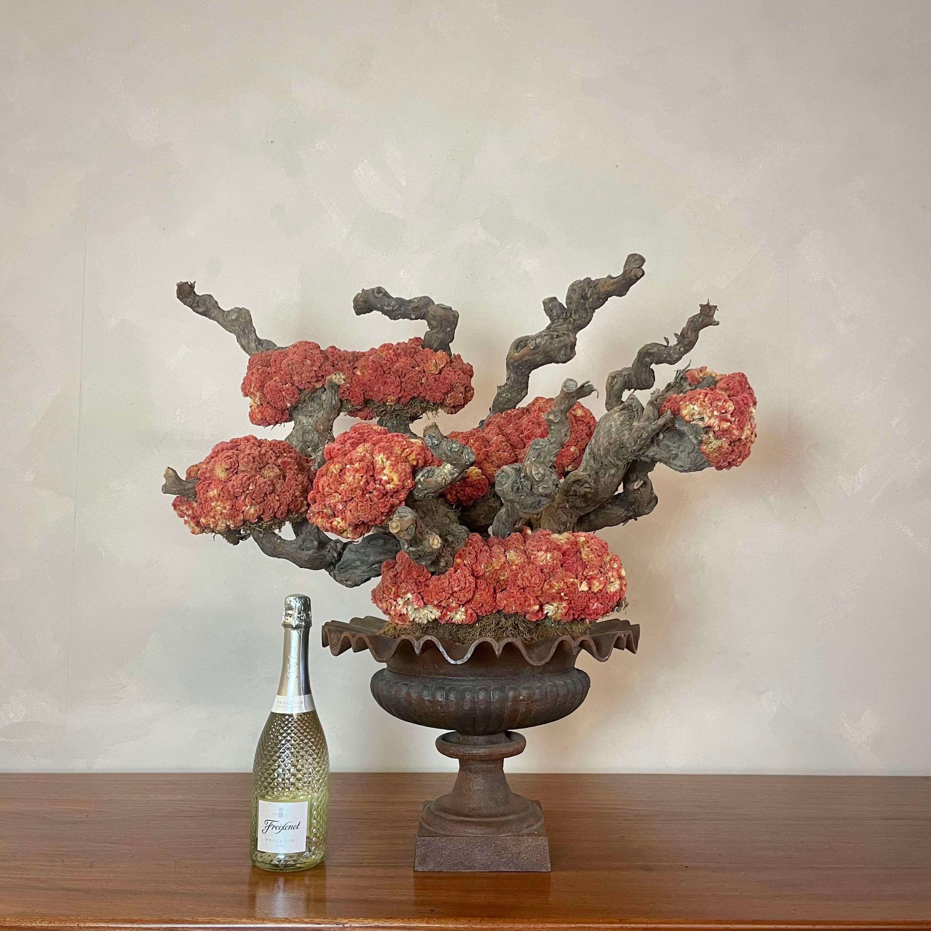 Decorative Centre Piece -Celosia Cristata Bonsai For Sale 2