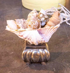 Decorative Composition of Natural Shells on a Silver Base