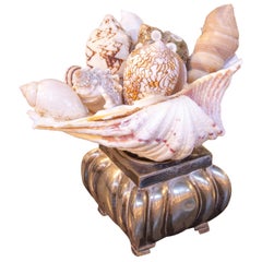 Decorative Composition of Natural Shells on a Silver Base