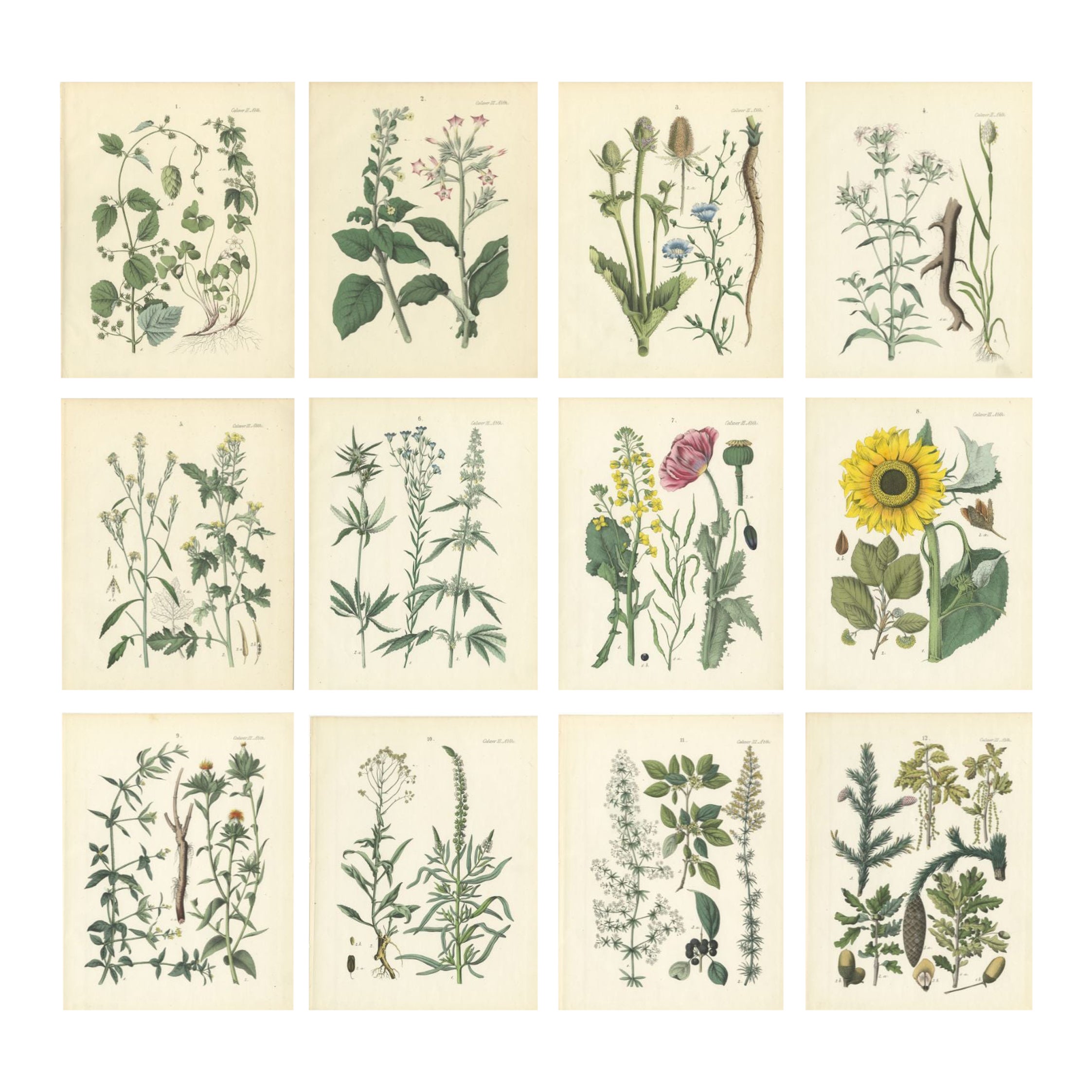 Decorative German Botanical Plates of Technical Plants, Complete Set of 12, 1854 en venta