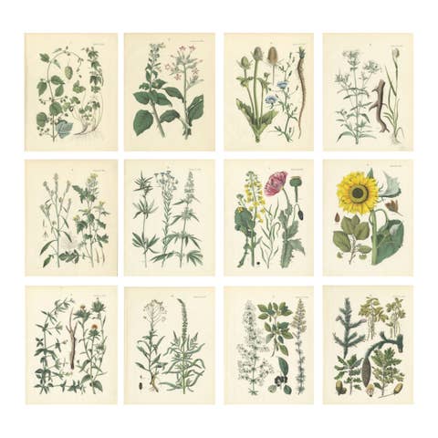 Decorative German Botanical Plates of Technical Plants, Complete Set of 12, 1854