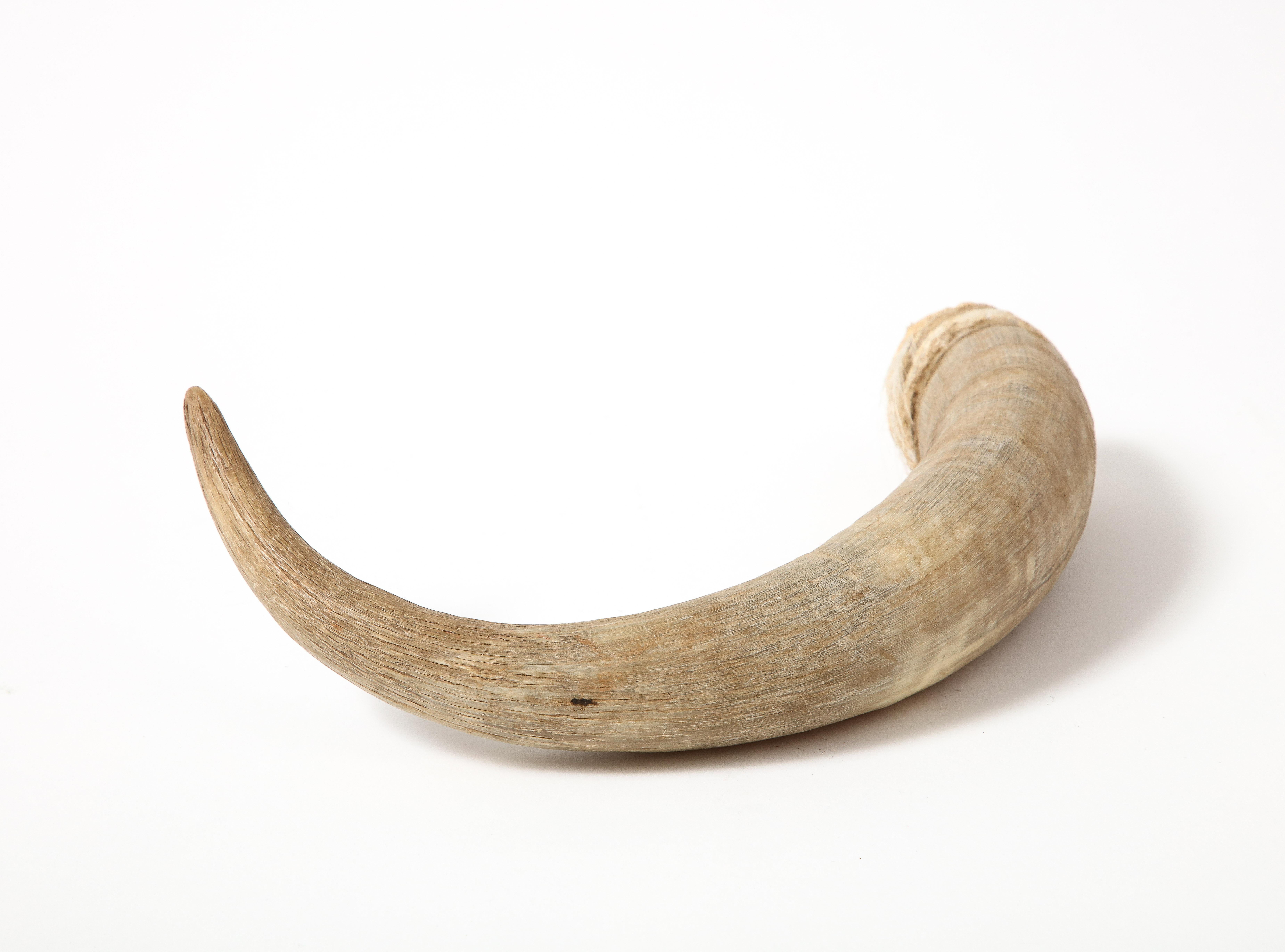 Corne de chèvre naturelle. 