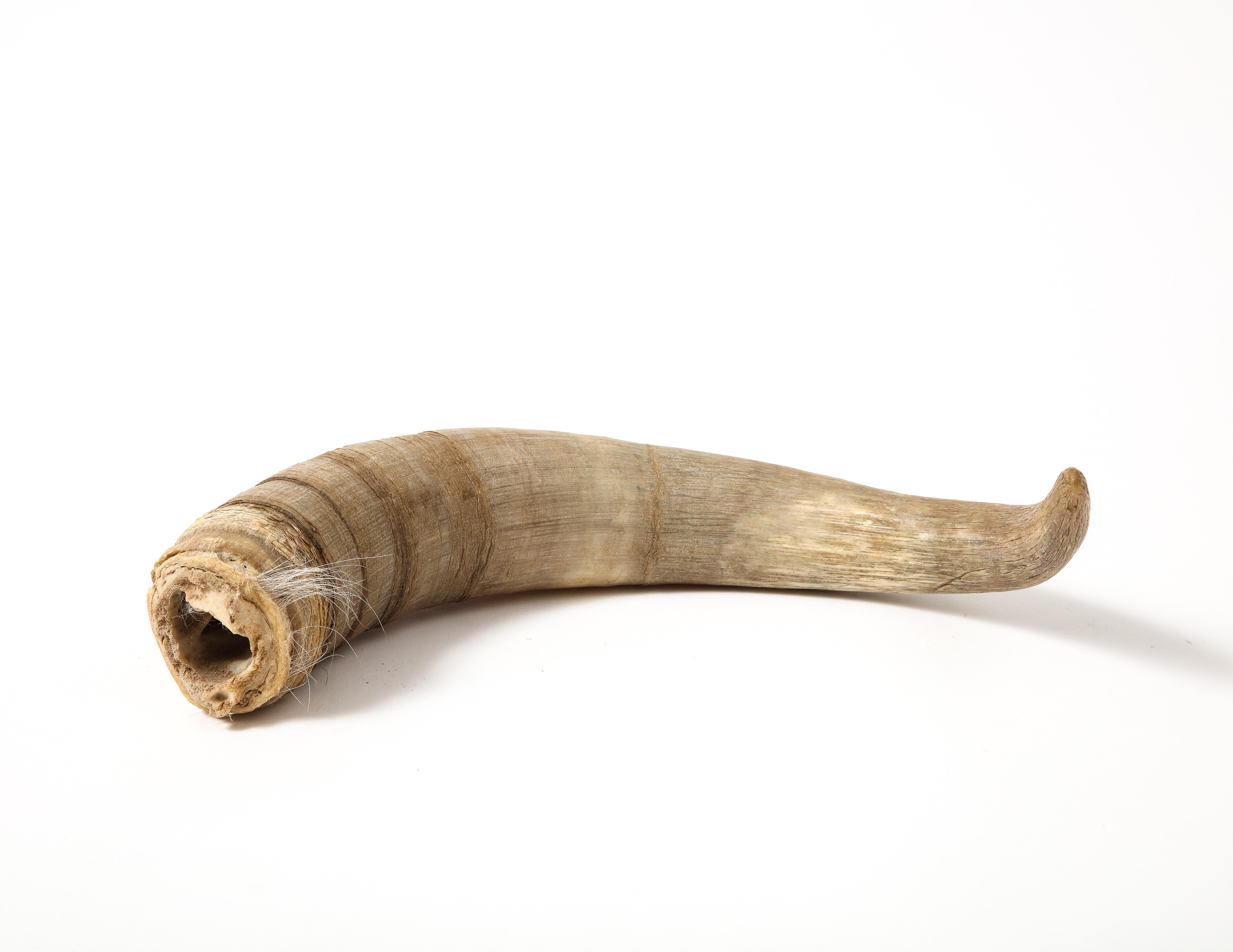 Corne de chèvre décorative en vente 5