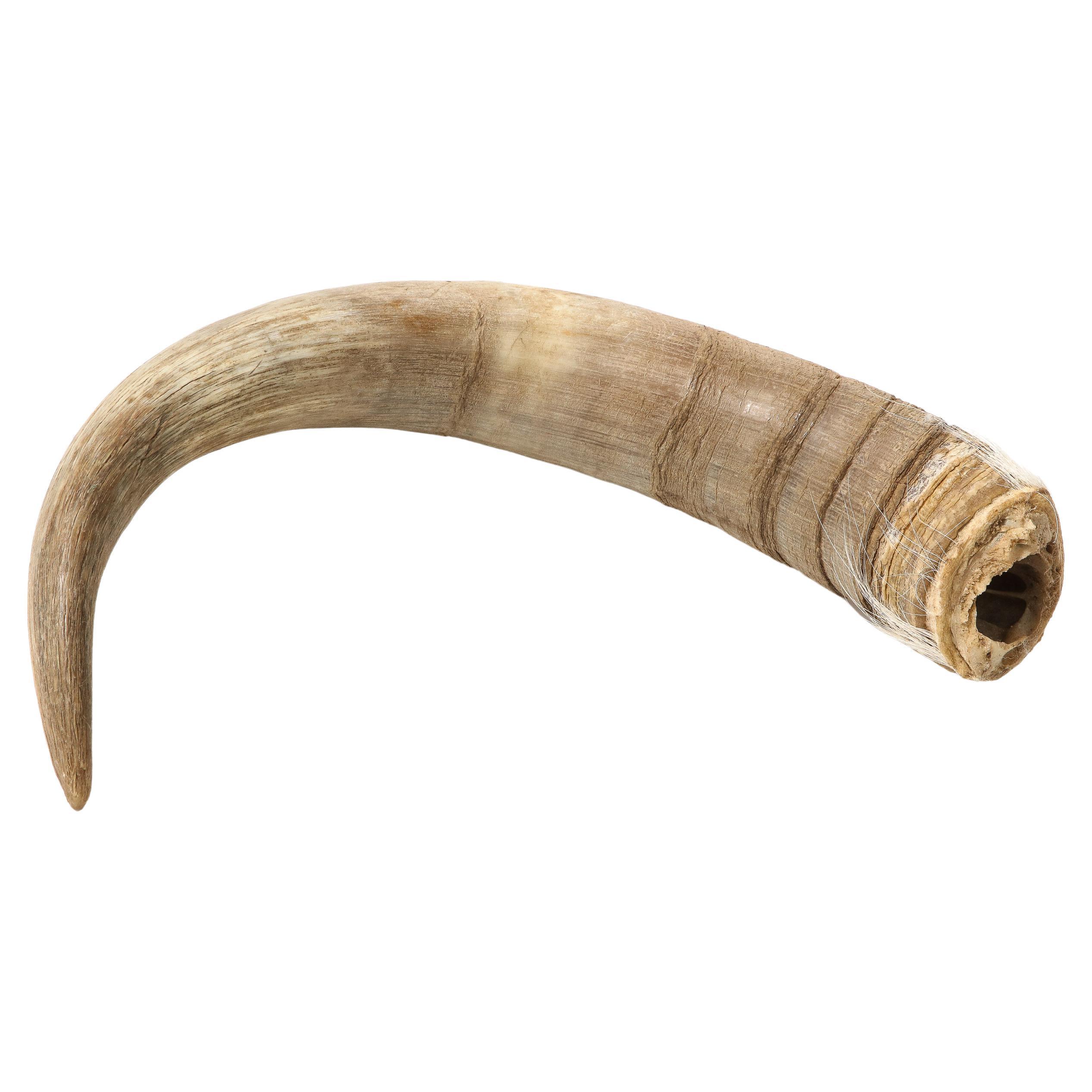 Dekoratives Ziegen Horn