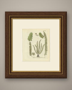 Decorative Hand-Colored Fern Engraving, Maidenhair Spleenwort, 1806-1809