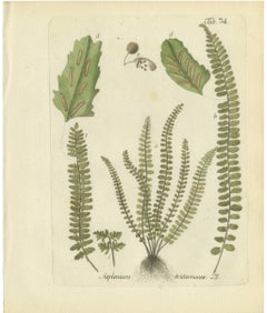Decorative Hand-Colored Fern Engraving, Maidenhair Spleenwort, 1806-1809