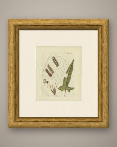 Decorative Hand-Colored Fern Engraving, Scolopendrium Hemionitis, 1806-1809