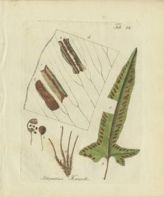 Decorative Hand-Colored Fern Engraving, Scolopendrium Hemionitis, 1806-1809