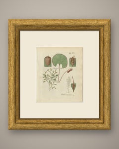 Decorative Hand-Colored Fern Engraving, Trichomanes pyxidiferum, 1806-1809