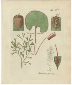 Decorative Hand-Colored Fern Engraving, Trichomanes pyxidiferum, 1806-1809