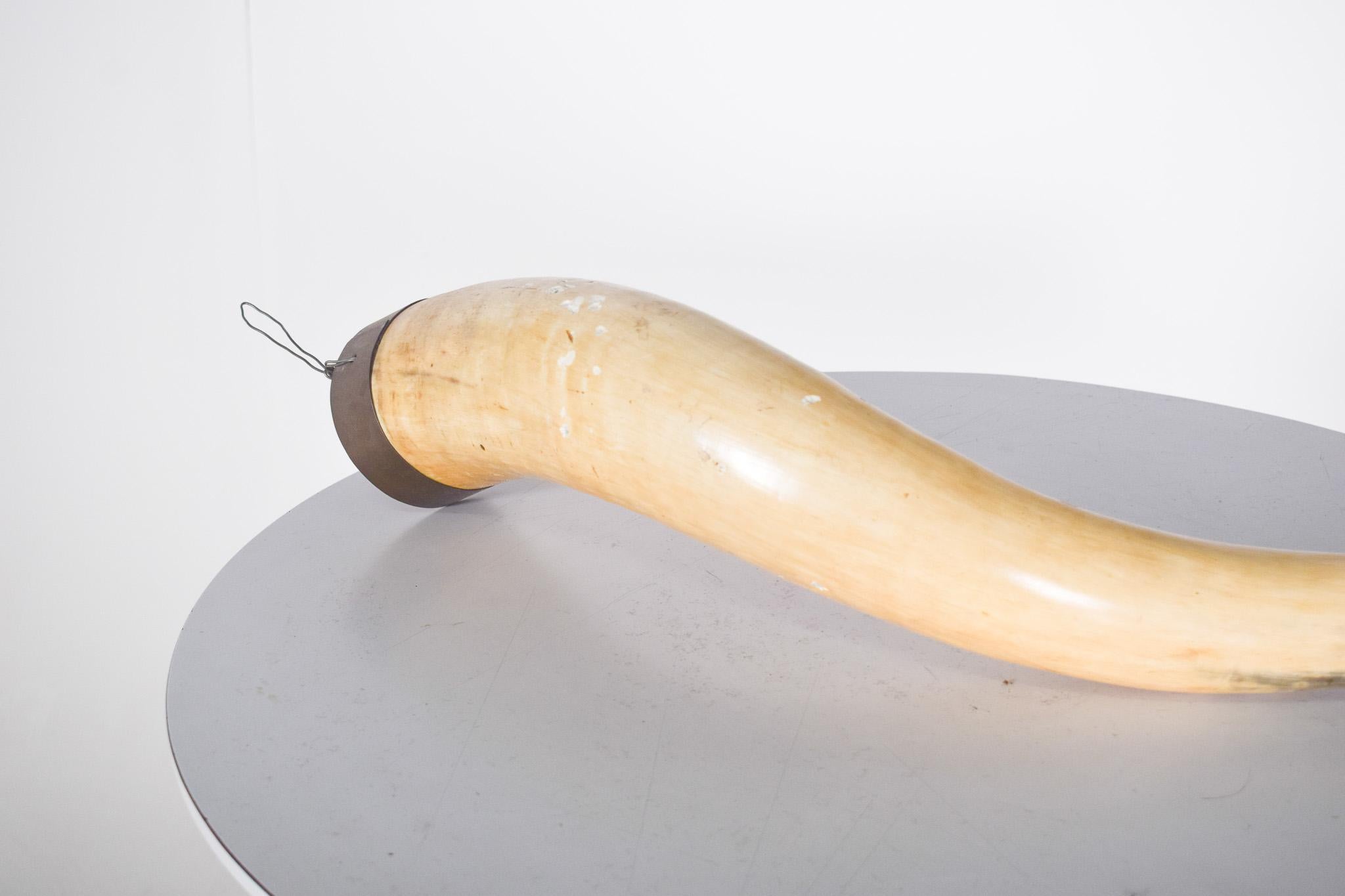 Mid-Century Modern Decorative Natural Animal Horn For Sale