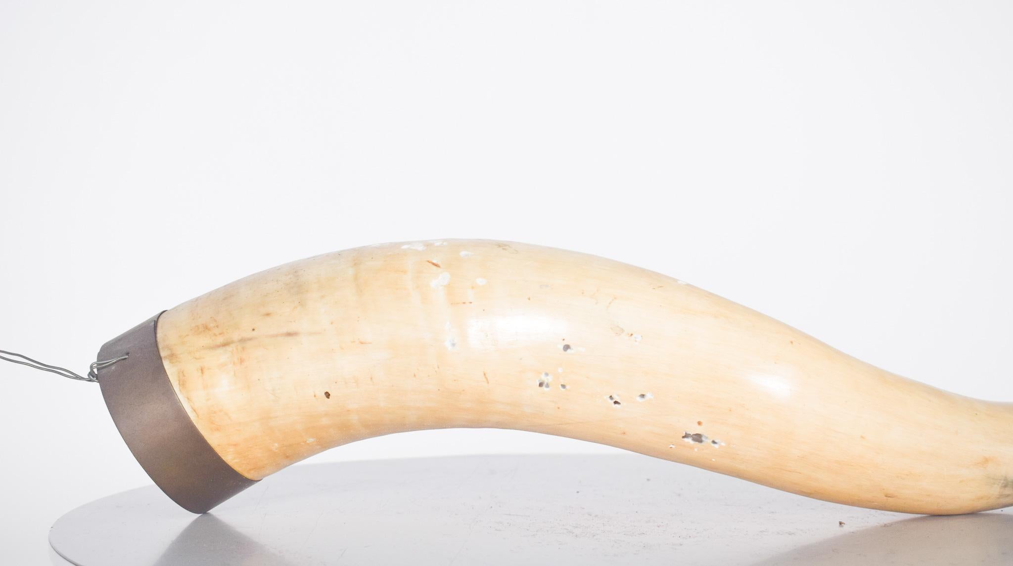 Portuguese Decorative Natural Animal Horn For Sale