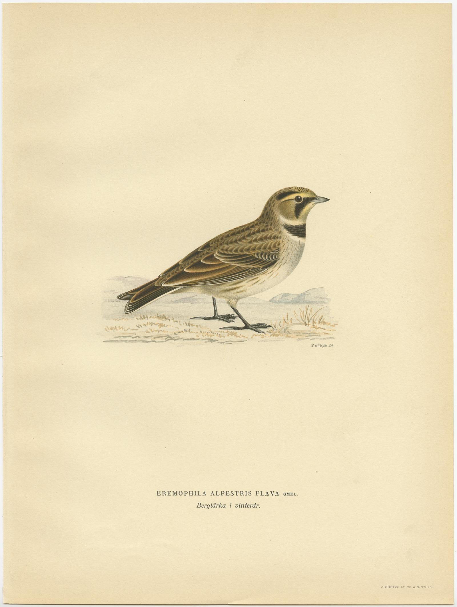 Gravure ancienne d'oiseau intitulée 'Eremophila Alpestris Flava'. 

Ancienne gravure d'oiseaux représentant l'alouette des champs. Cette gravure est tirée de 
