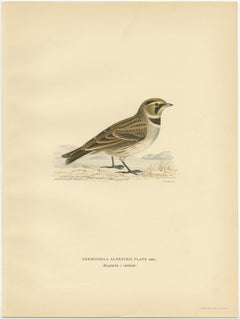 Impression décorative ancienne d'un vieux oiseau en corne commune, 1927