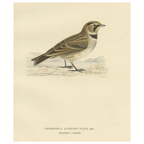 Decorative Old Bird Print of the Common Horned Lark, 1927