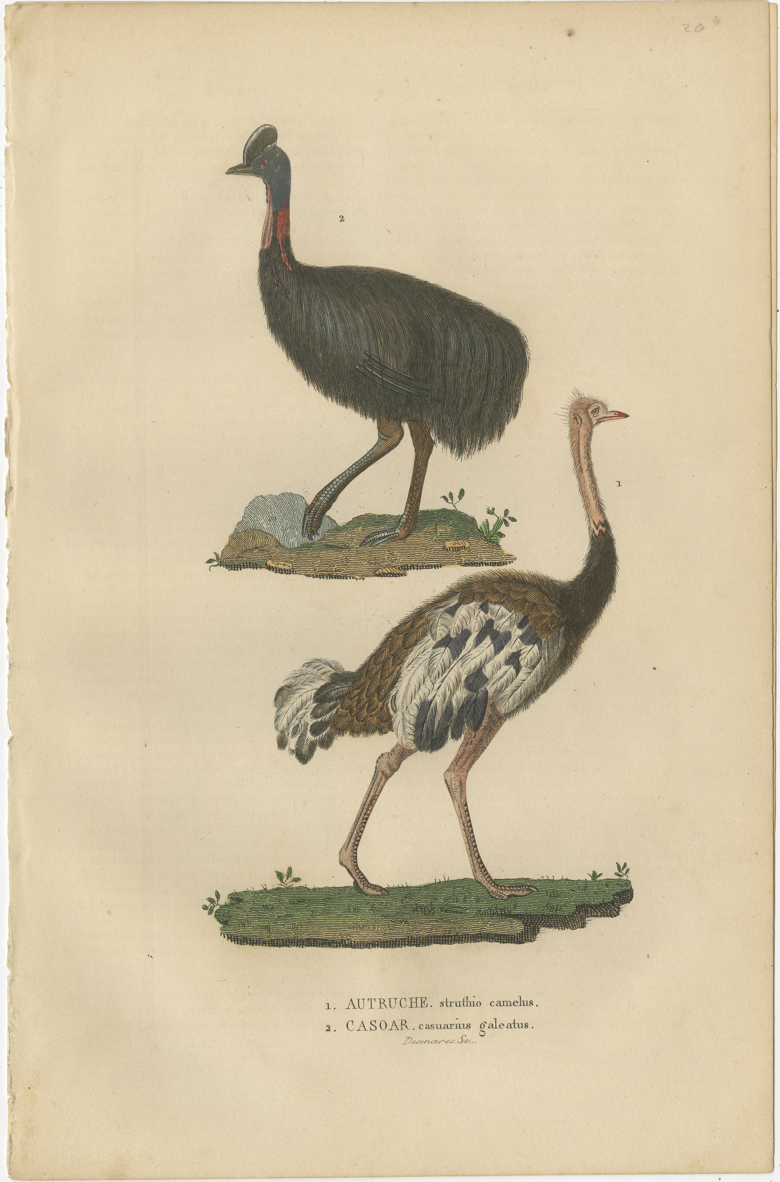 Title: ‘1. STRUTHIO CAMELUS – AUTRUCHE, 2. CASUARIUS GALEATUS – CASOAR.’

Translated: 1. OSTRICH, 2. CASSOWARY.’

Engraving with original hand colouring, heightened with arabic gum on wove (vellin) paper.

More info on the book in which it was