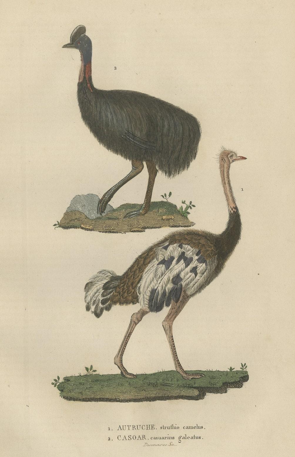 Decorative Old Hand-Colored Bird Print of an Ostrich and Cassowary In Good Condition For Sale In Langweer, NL
