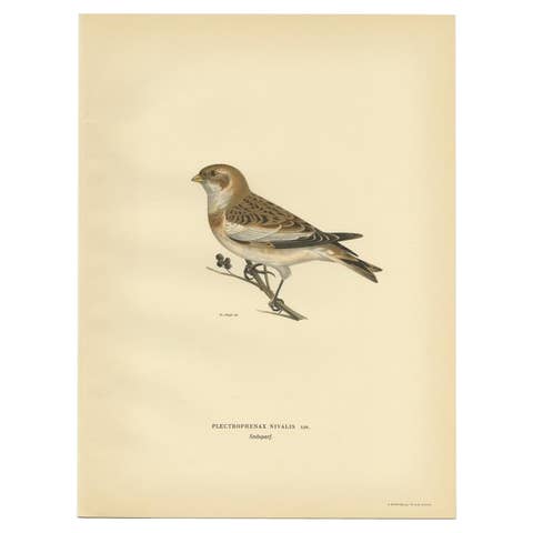 Decorative Original Antique Bird Print of The Snow Bunting, 1927