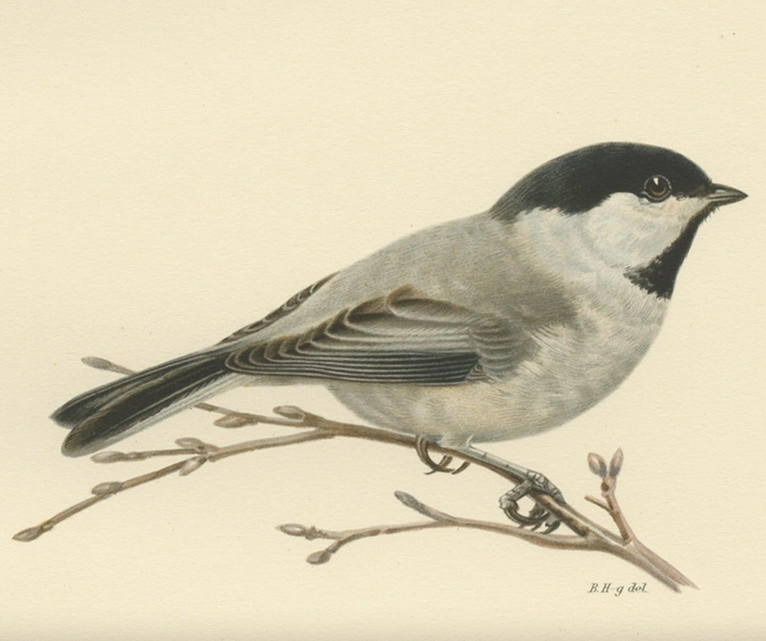 Grabado antiguo de aves titulado 'Parus Atricapillus Borealis'. Antigua estampa de pájaro que representa al herrerillo saucero. Este grabado procede de 