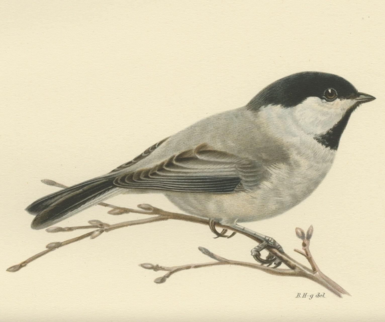 Antique bird print titled 'Parus Atricapillus Borealis'. Old bird print depicting the Willow Tit. This print orginates from 'Svenska Foglar Efter Naturen Och Pa Stenritade' by Magnus von Wright. 

Artists and Engravers: Printed in Stockholm.