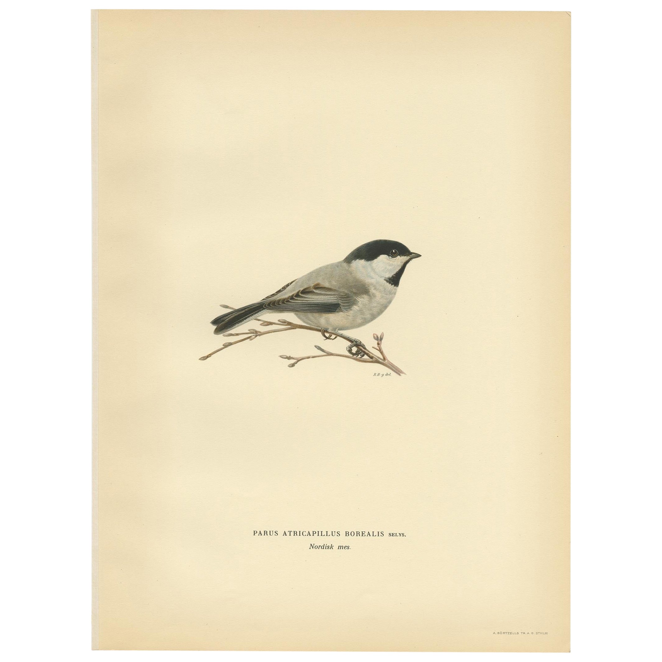 Decorative Original Antique Bird Print of The Willow Tit, 1927 For Sale