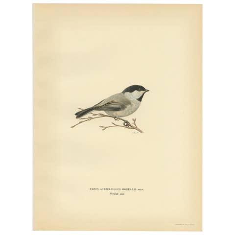 Decorative Original Antique Bird Print of The Willow Tit, 1927