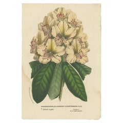 Dekorativer Original Antiker Blumendruck des Rhododendron Carneum, um 1880
