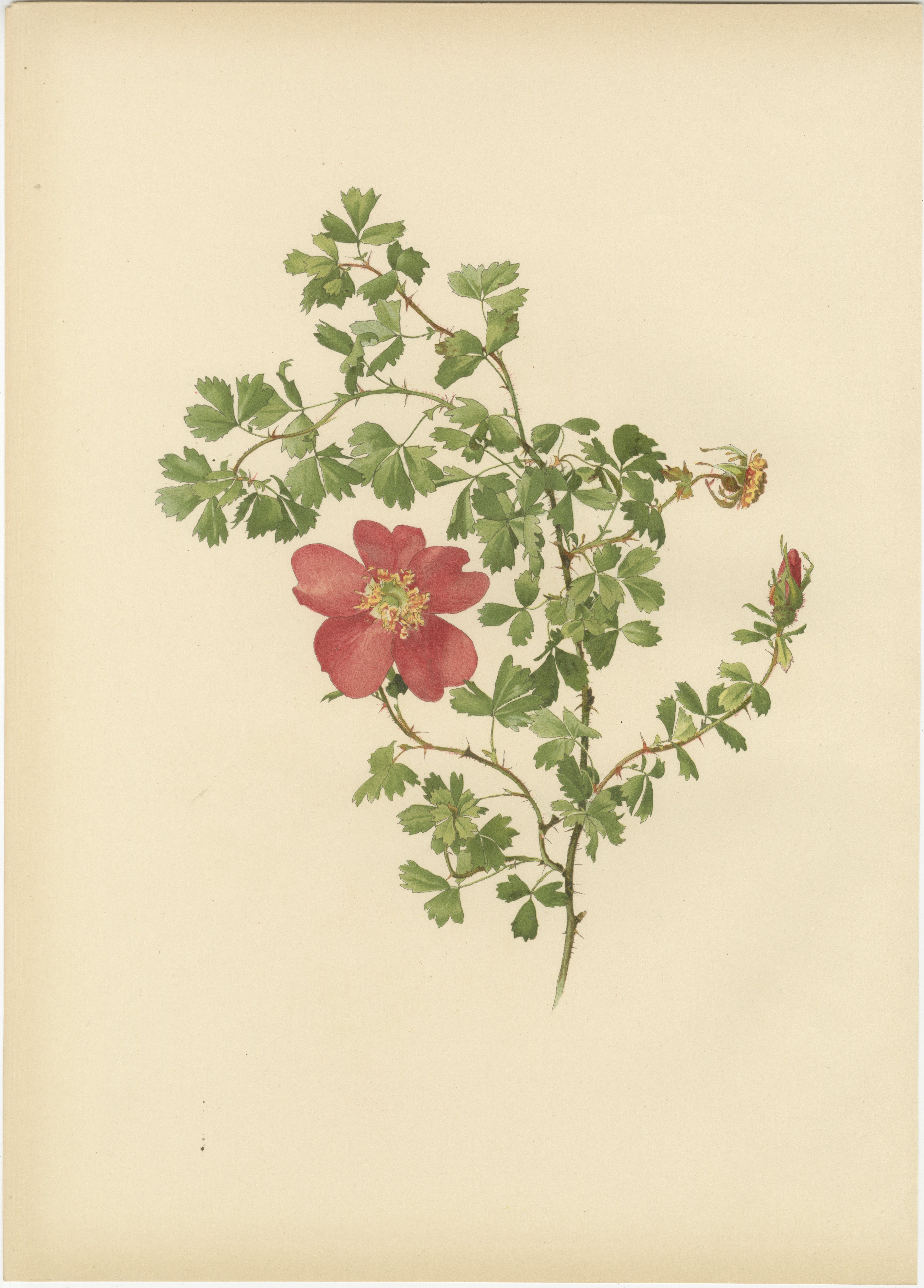 Paire de chromolithographies anciennes de roses par Parsons & Willmott, 1914

Cette paire de grandes chromolithographies in-folio provient de l'ouvrage d'Ellen Ann Willmott 'The Genus Rosa' (1910-1914), avec des illustrations d'Alfred Parsons