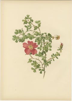 Decorative Pair of Antique Rose Prints, Chromolithographs 1914