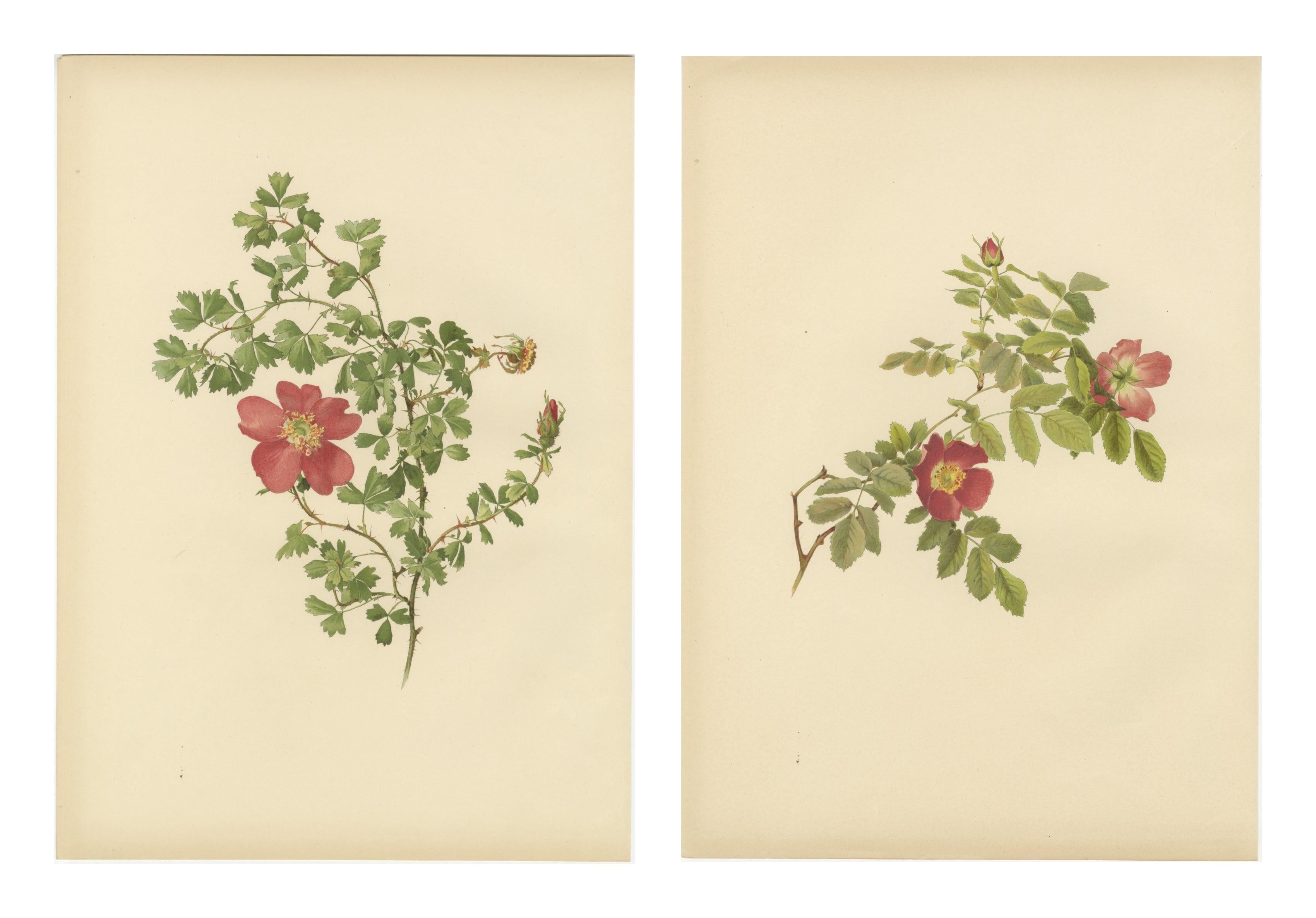Paire décorative d'estampes anciennes à la rose, chromolithographies 1914 Bon état - En vente à Langweer, NL
