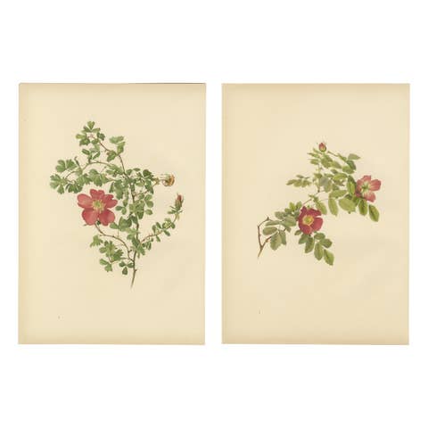 Decorative Pair of Antique Rose Prints, Chromolithographs 1914