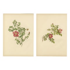 Coppia decorativa di stampe antiche di rose, cromolitografie 1914