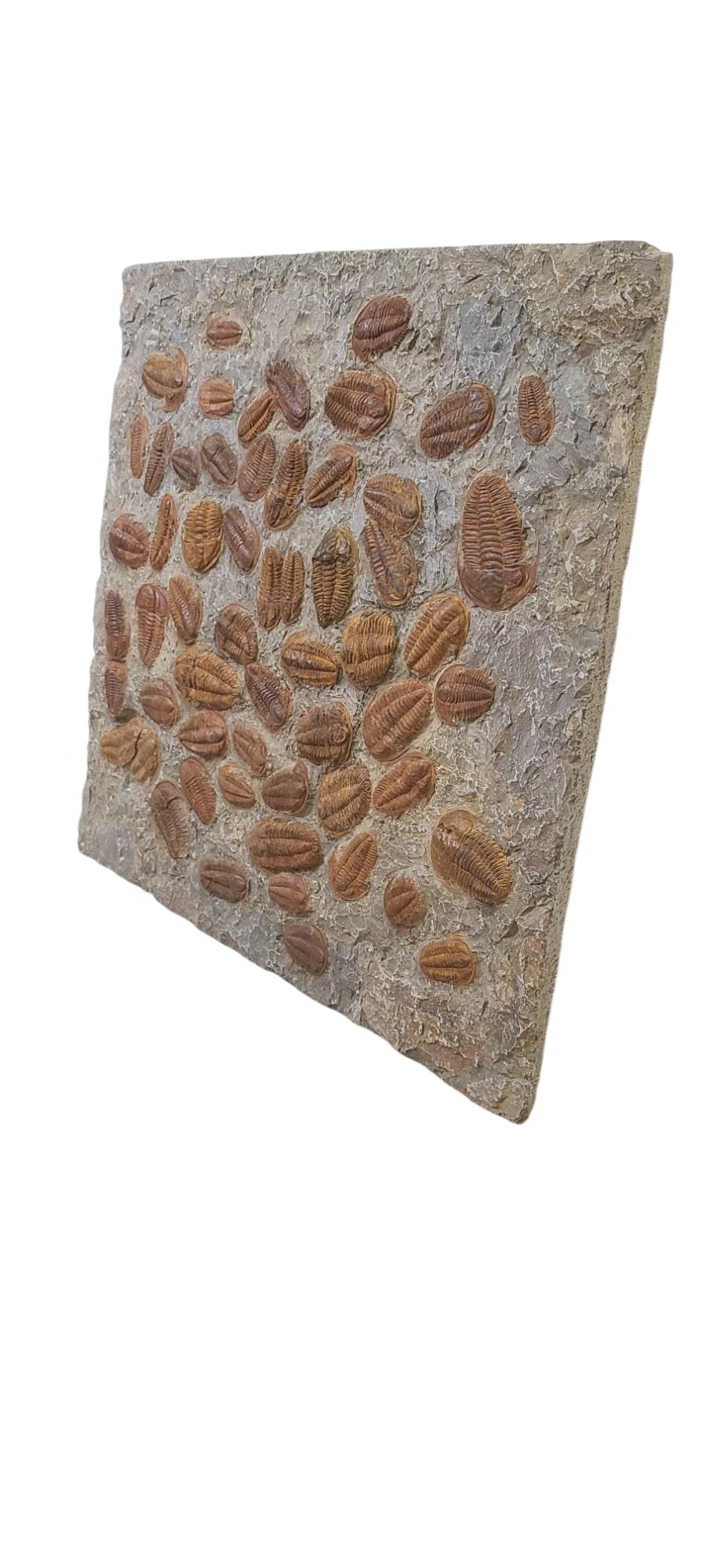 Esta placa de trilobites reales naturales paradoxides sp. muestra una bonita densidad y estética.

Encontrada en Marruecos, cerca de Erfoud, la pieza pesa 30 kilos.