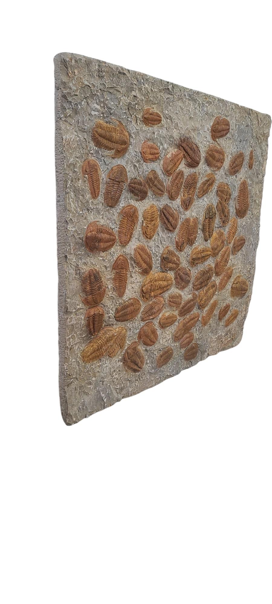 Plato decorativo de unos 60 trilobites de Marruecos Marroquí en venta