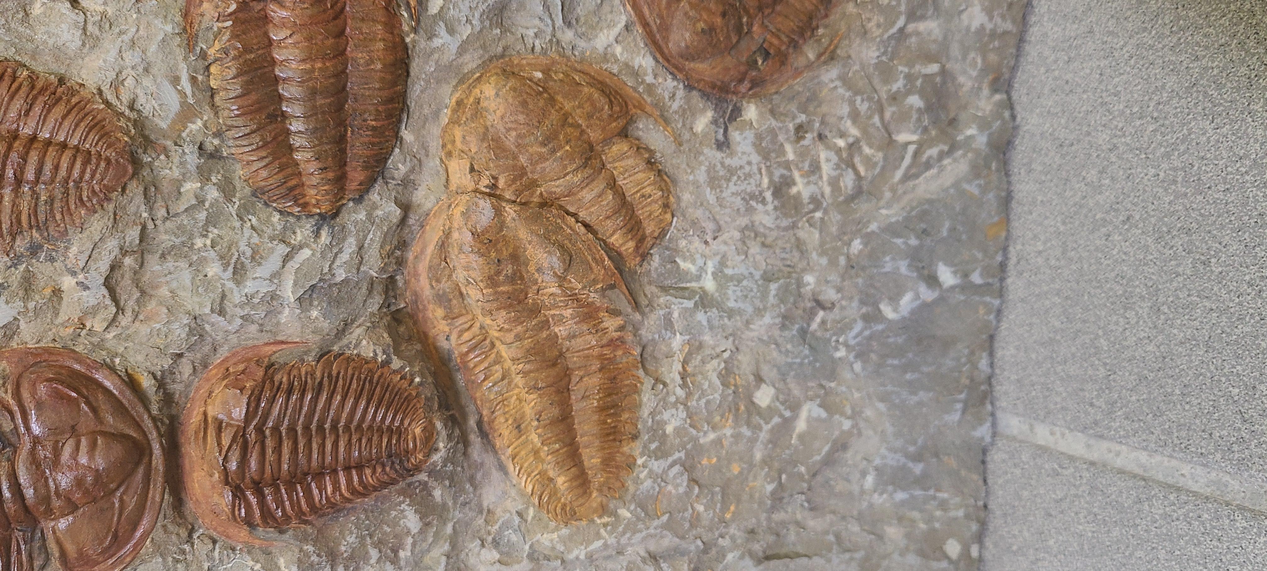 Plato decorativo de unos 60 trilobites de Marruecos en Nuevo estado para la venta en MARSEILLE, FR