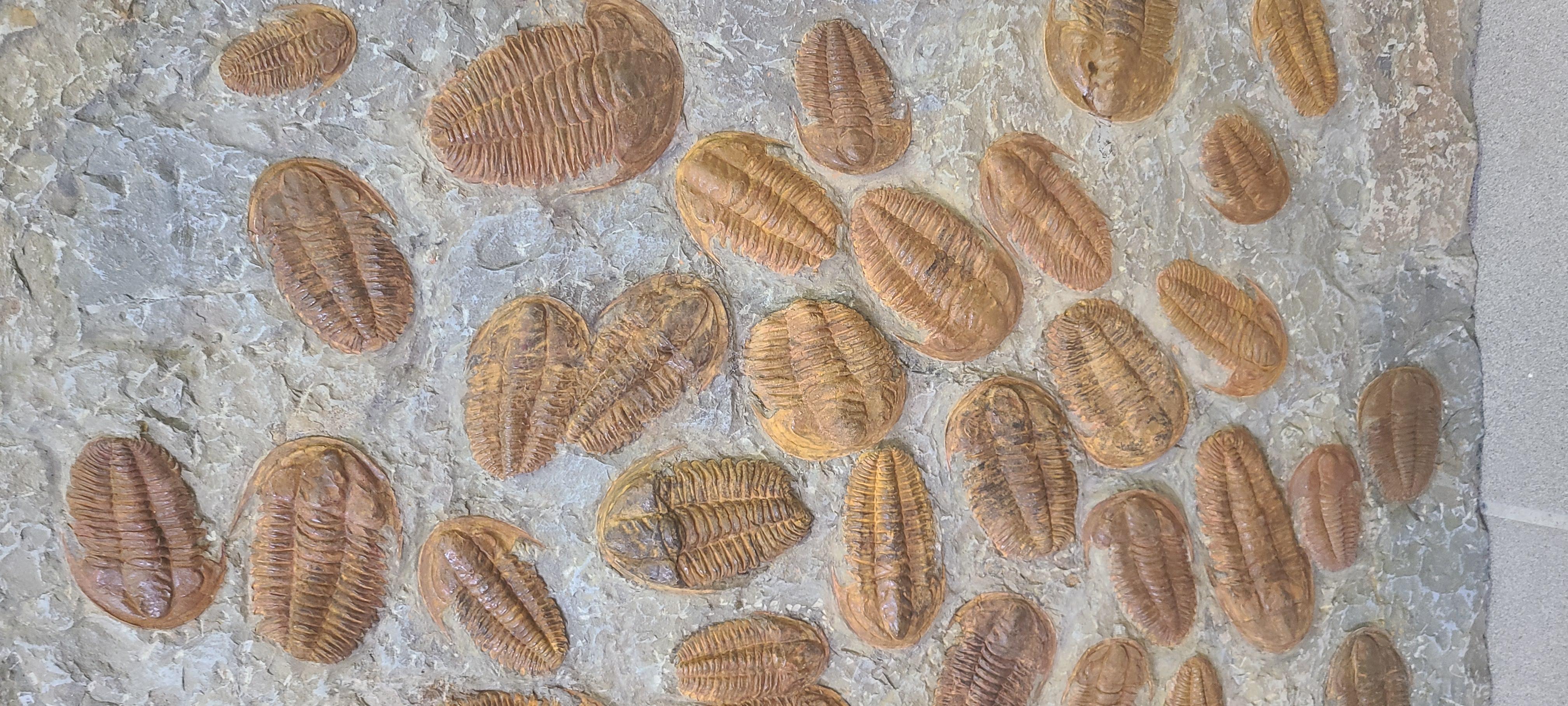 Plato decorativo de unos 60 trilobites de Marruecos Siglo XXI y contemporáneo en venta