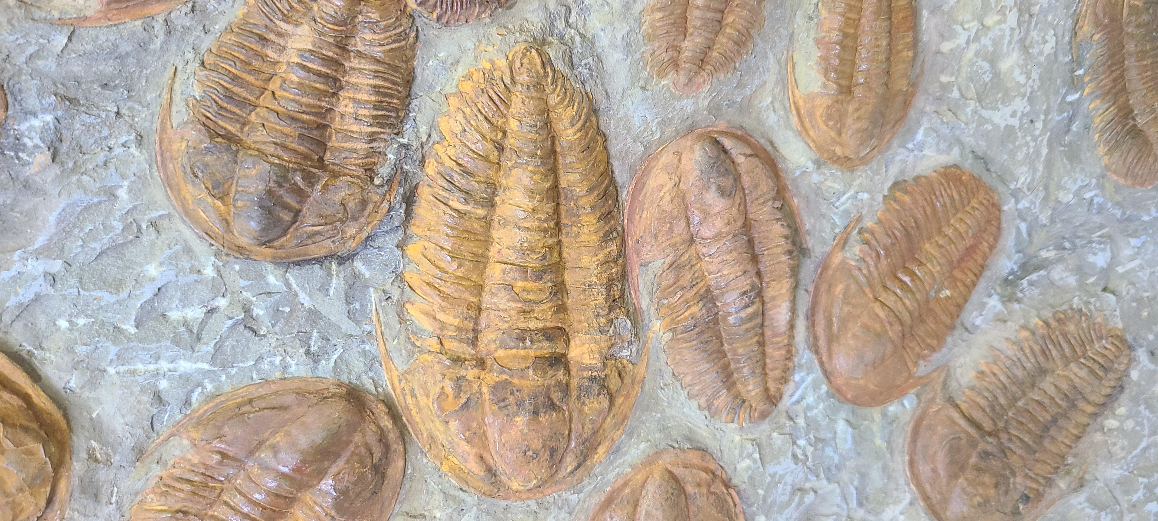 Plato decorativo de unos 60 trilobites de Marruecos Piedra en venta