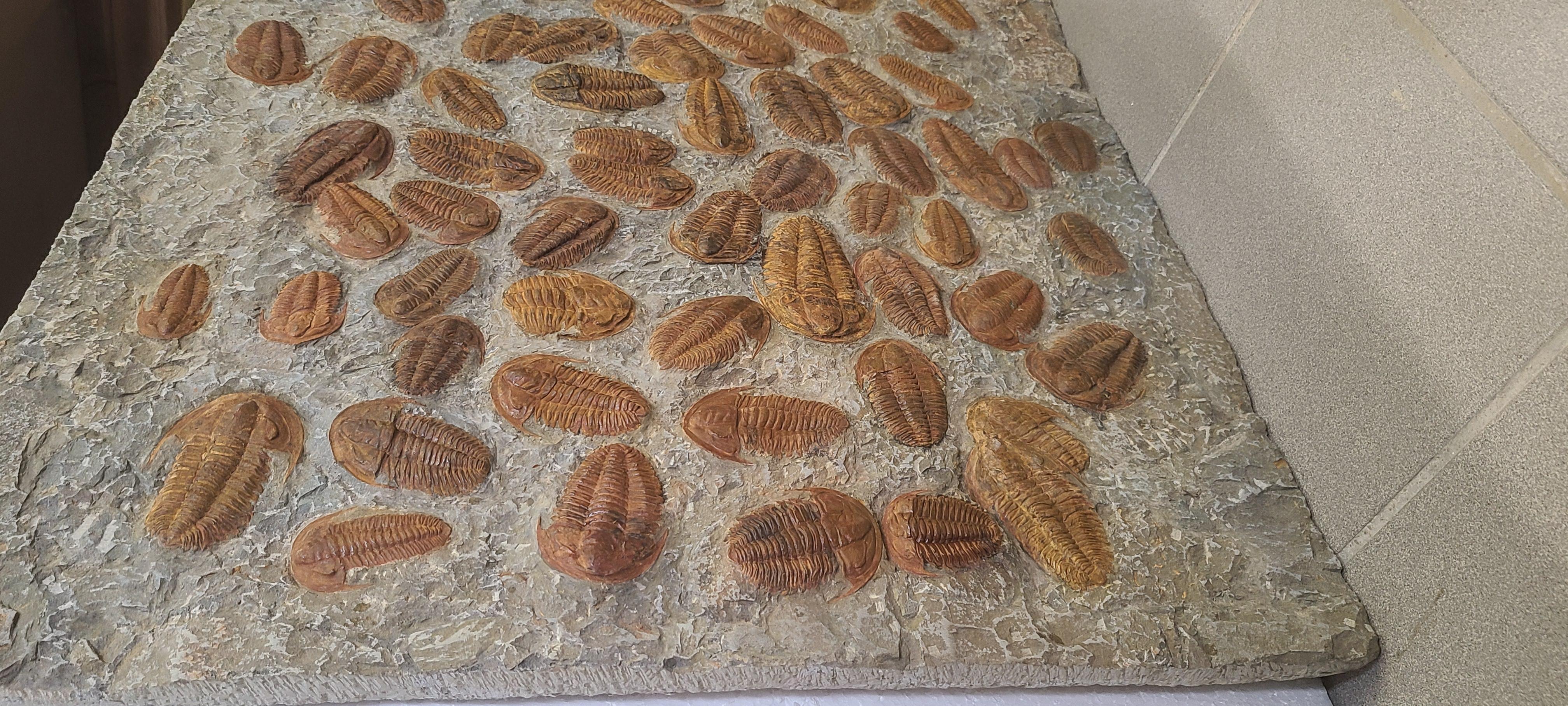 Plato decorativo de unos 60 trilobites de Marruecos en venta 1