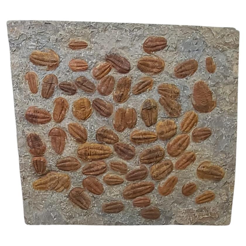 Plato decorativo de unos 60 trilobites de Marruecos en venta