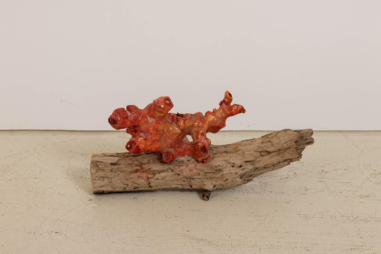 American Decorative Red Coral and Driftwood Tabletop Piece