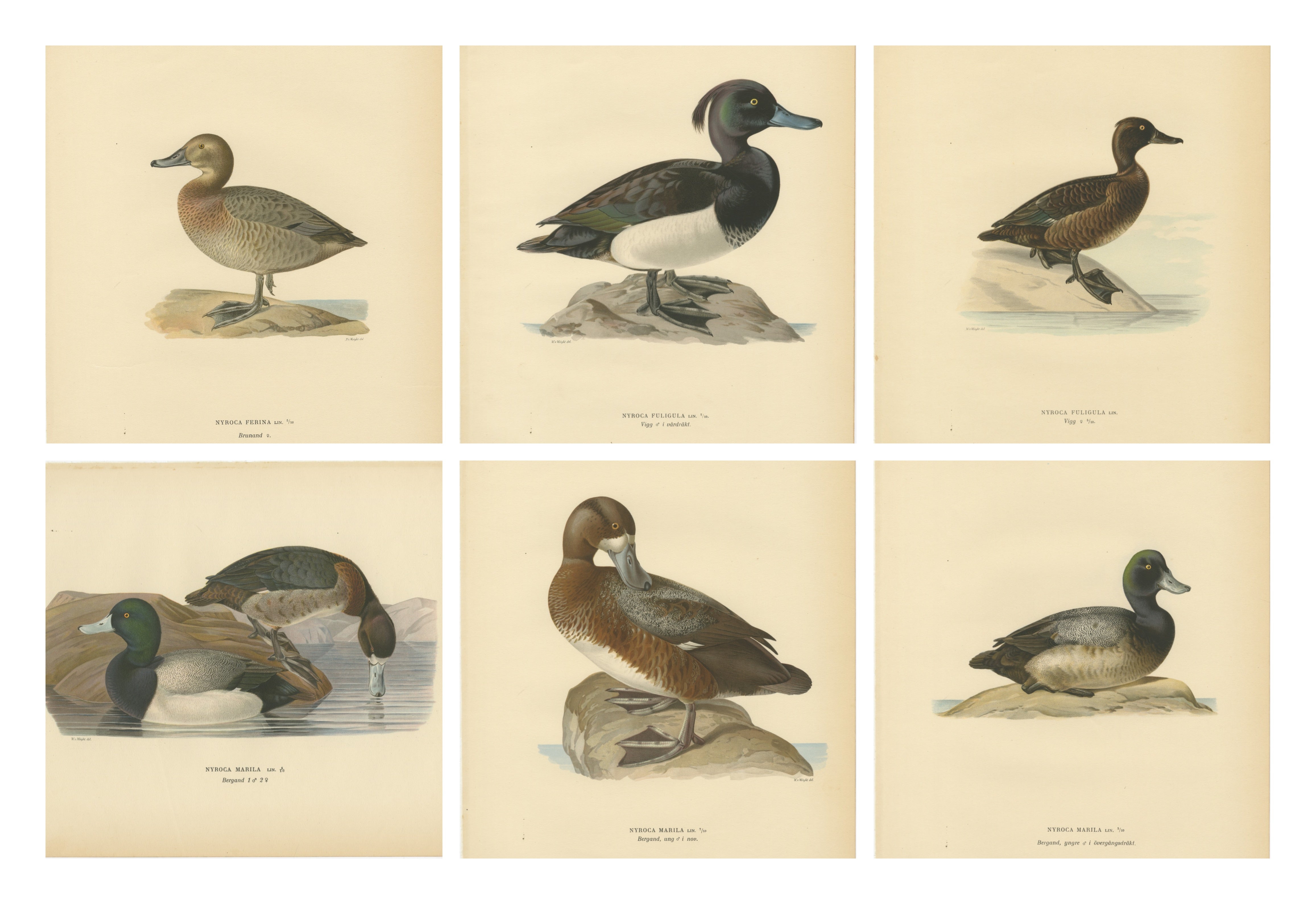 Decorative Scandinavian Bird Prints – Antique Swedish Ducks, 1929 - Set of 6