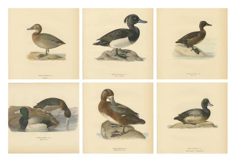 Decorative Scandinavian Bird Prints – Antique Swedish Ducks, 1929 - Set of 6