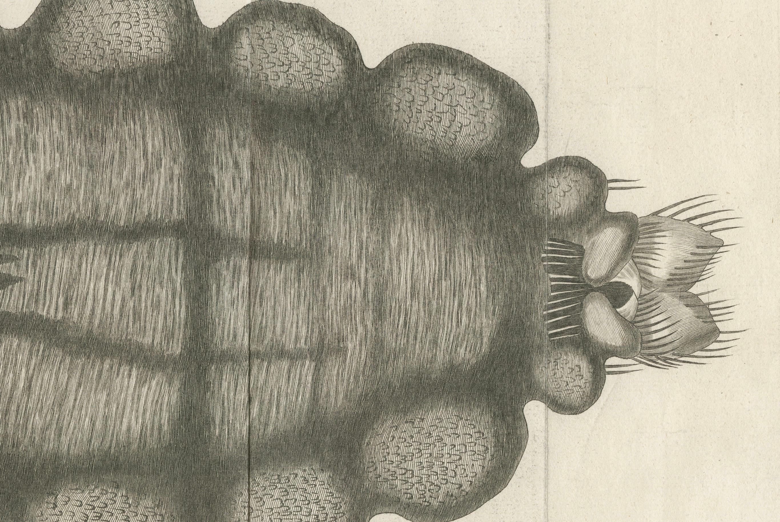 Grande gravure dépliante d'un pou vu au microscope, Encyclopédie de Diderot, vers 1770

Remarquable gravure dépliante sur cuivre, très détaillée, tirée de la monumentale Encyclopédie ou Dictionnaire raisonné des sciences, des arts et des métiers de