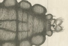 Decorative Scientific Print – Large Folding Engraving of Louse, c.1770
