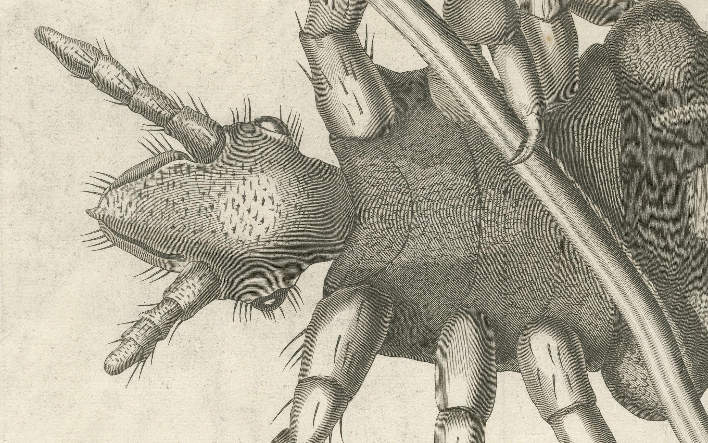 Français Gravure scientifique décorative - Grande gravure Foldesque du Pou, c.1770 en vente