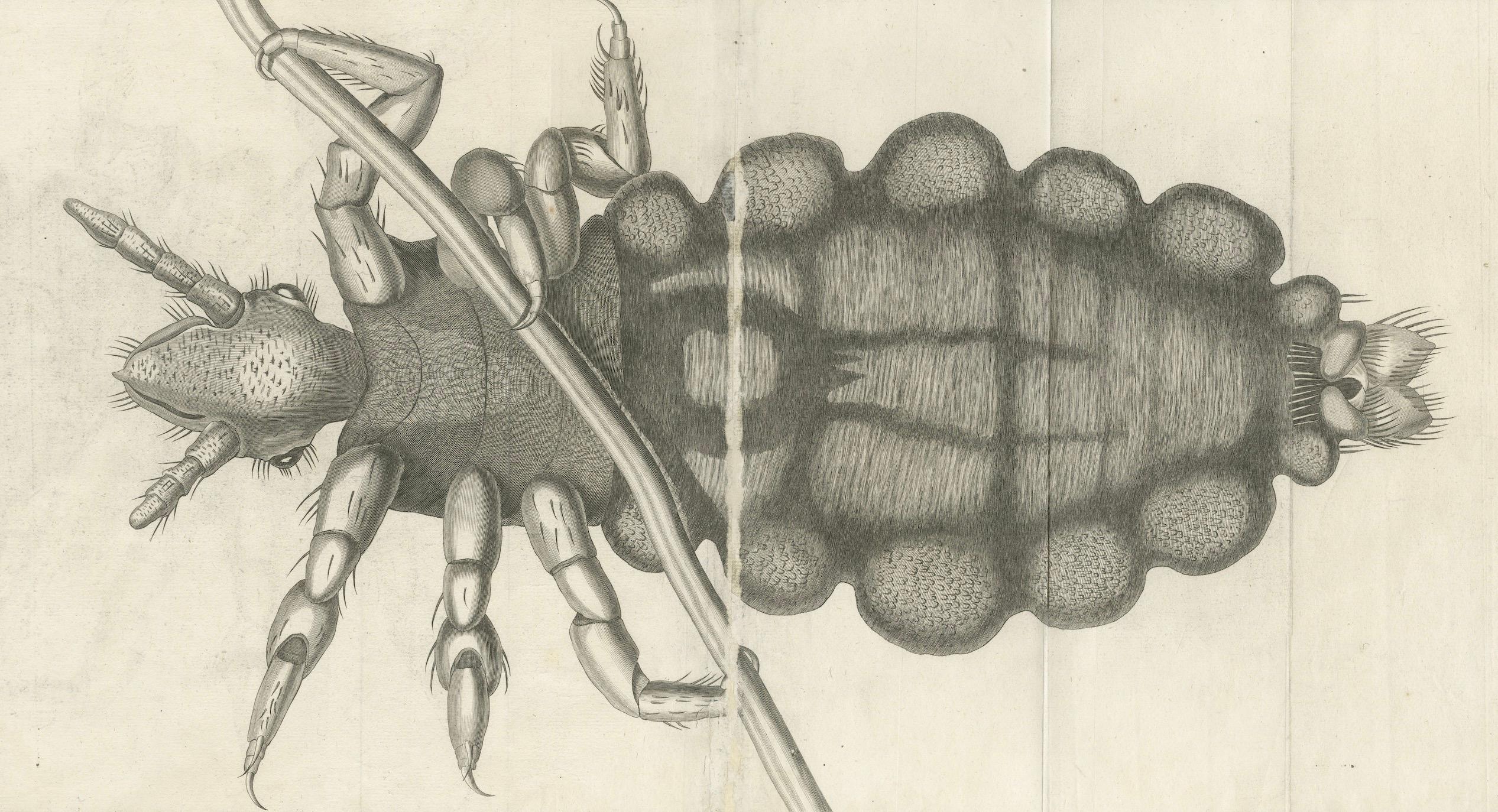 Gravé Gravure scientifique décorative - Grande gravure Foldesque du Pou, c.1770 en vente