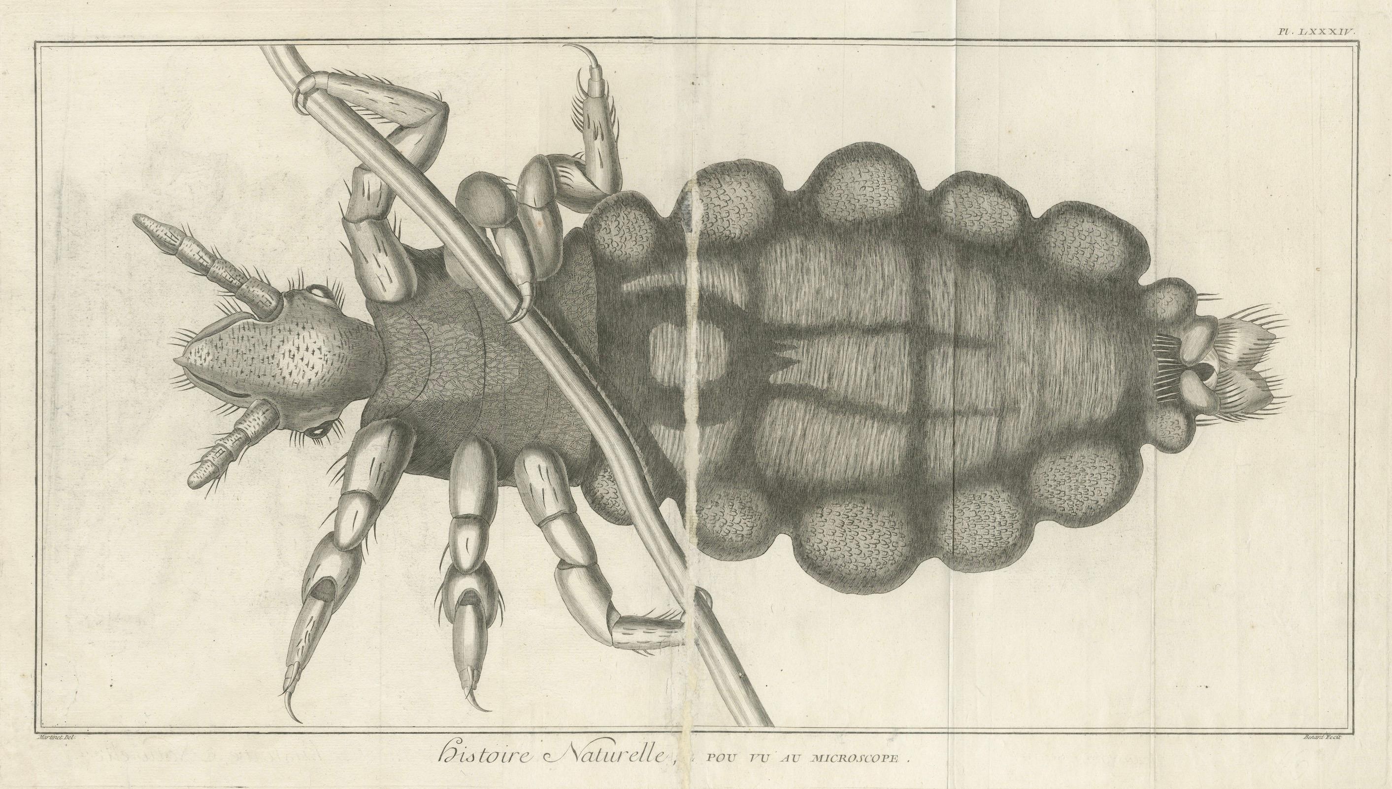 Gravure scientifique décorative - Grande gravure Foldesque du Pou, c.1770 Bon état - En vente à Langweer, NL