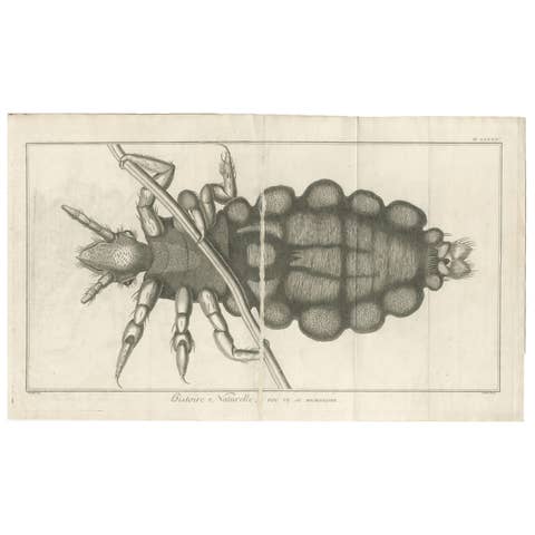 Decorative Scientific Print – Large Folding Engraving of Louse, c.1770