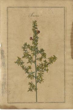 Decorative Set of 3 Antique Botanical Prints, Wildflowers of Leipzig 1690s