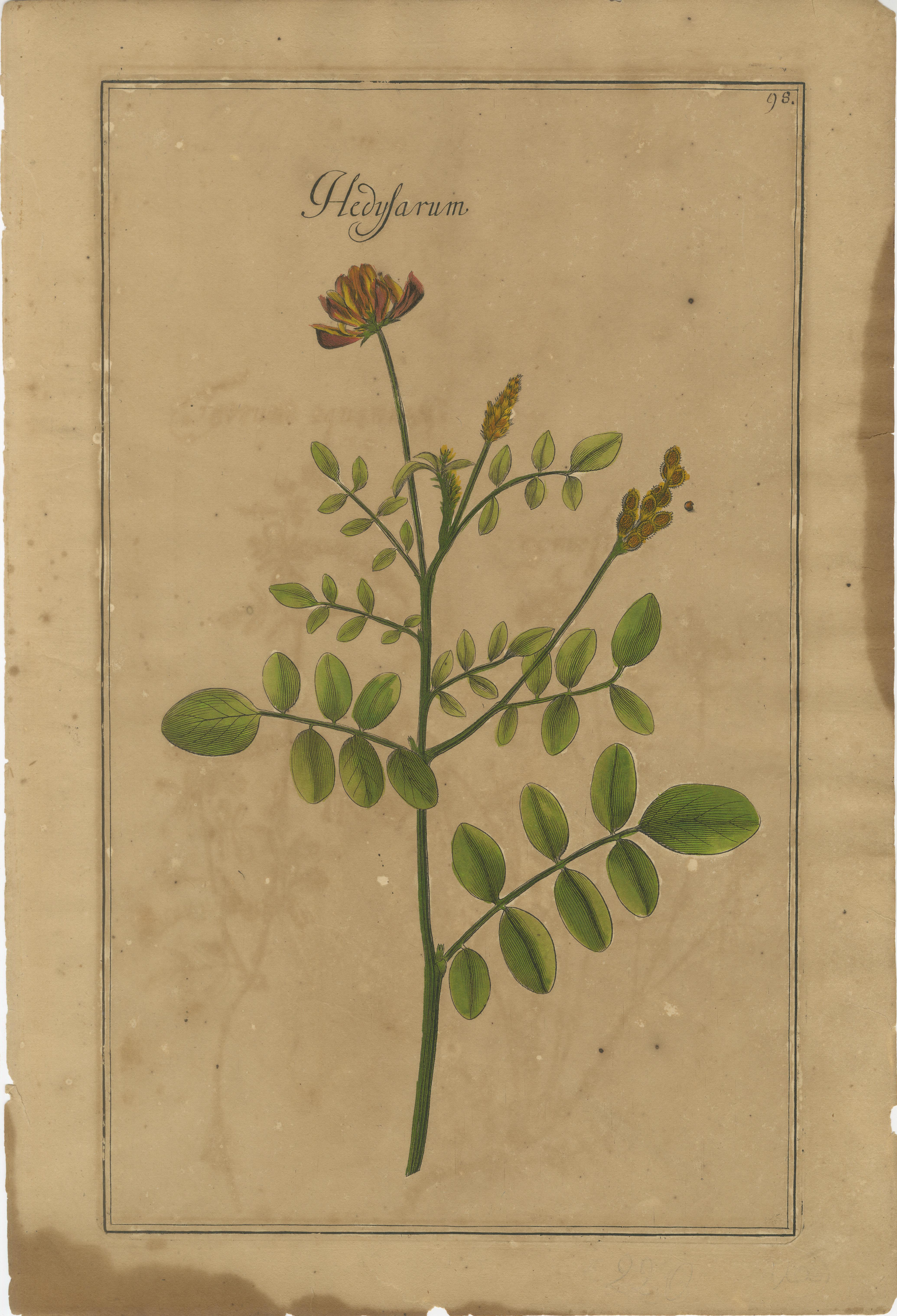 Allemand Ensemble décoratif de 3 estampes botaniques anciennes, fleurs sauvages de Leipzig 1690s en vente